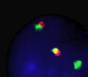 Fish zoomed.png