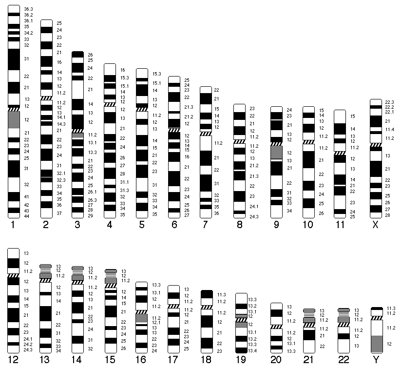 Ideograms.gif