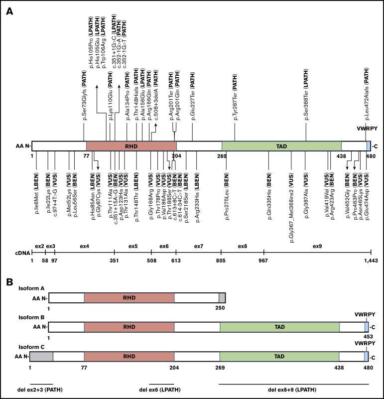 ClinGen RUNX1 germline mutation landscape.jpg