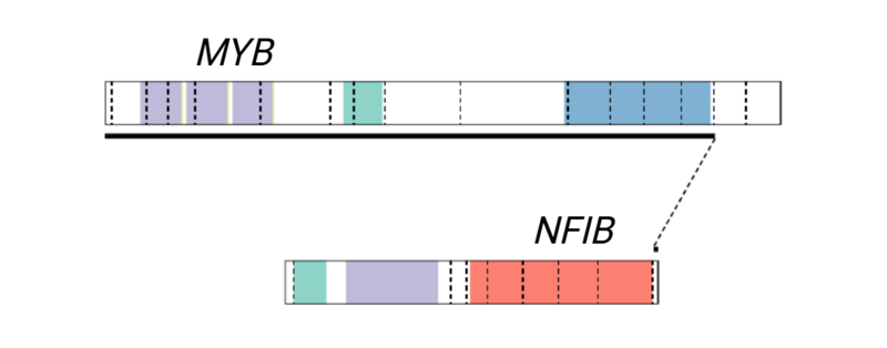 File:MYB-NFIB fusion diagram.tif